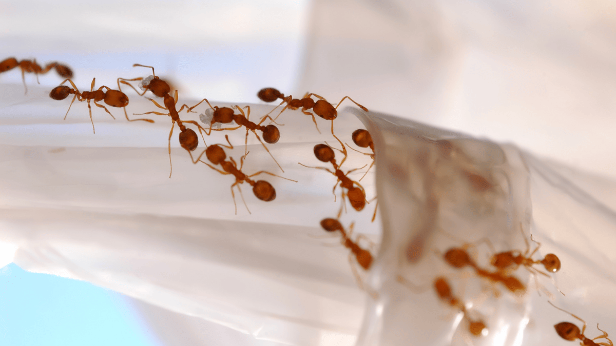 Как избавиться от муравьев навсегда народными средствами