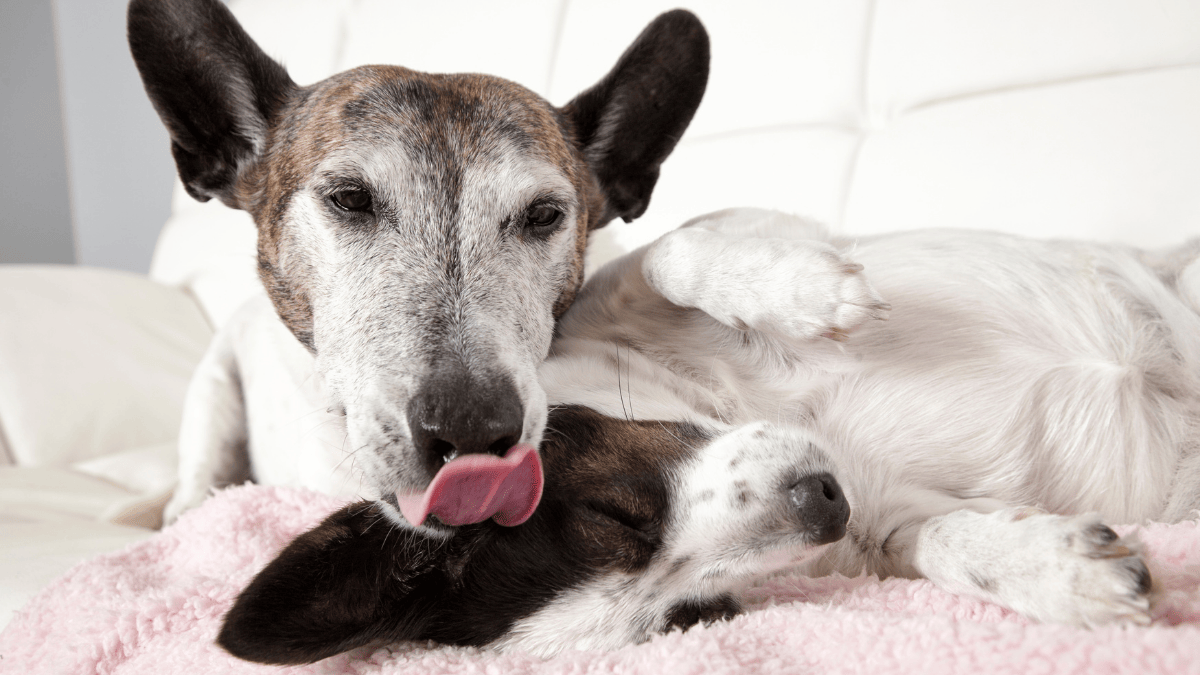 Как избавиться от запаха собаки